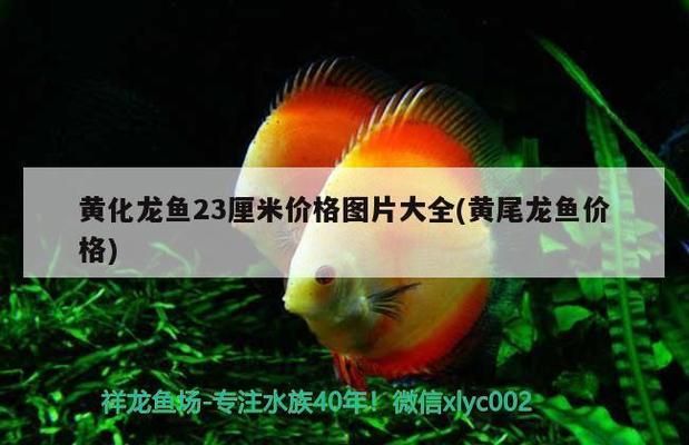 大型龍魚缸什么牌子好用又便宜，大型龍魚缸價格范圍和性價比