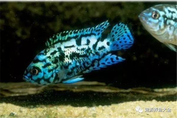龍魚好養還是金魚好養