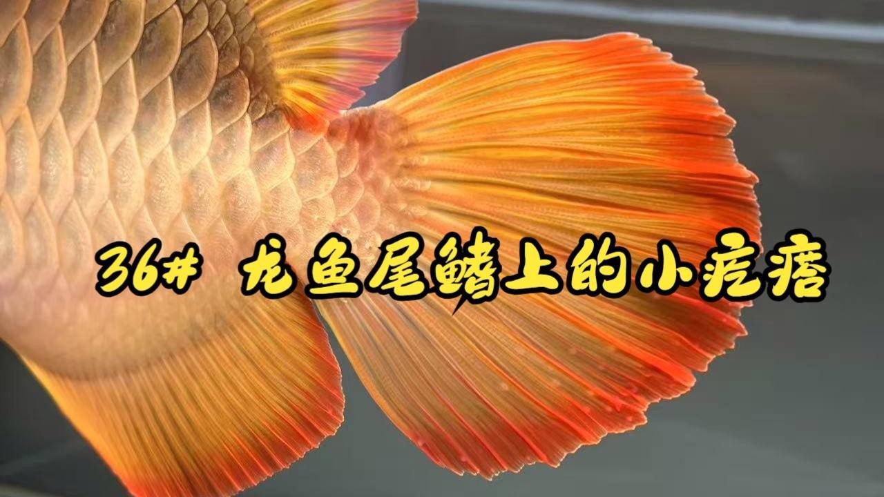 如何判斷龍魚是否感染爛鰭爛尾？