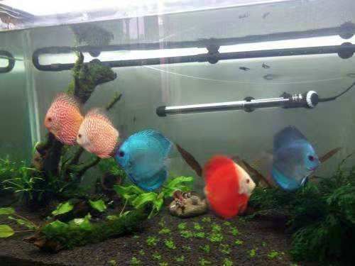 魚缸 粘稠物：魚缸中的粘稠物可能是菌膜、物理性混濁的控制方法