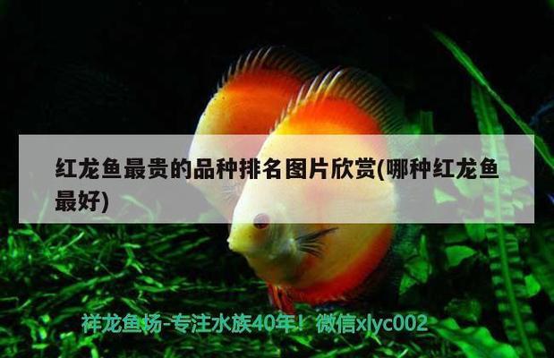 金龍魚怎么養及喂養技巧視頻教程（金龍魚怎么養及喂養技巧視頻教程全集）