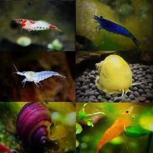 藍鉆魚缸怎么樣：藍鉆魚缸適合養哪些魚