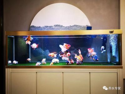 薩伊藍在魚缸里能養多大（薩伊藍在魚缸中能養多大）