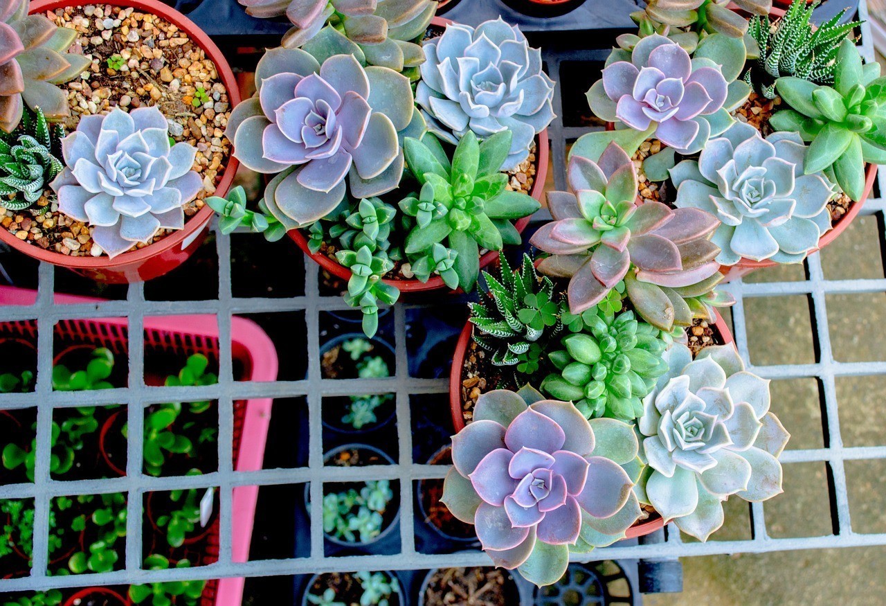 昌樂縣博弈花卉店，美麗花卉的殿堂，電話咨詢 昌樂縣博弈花卉店，美麗花卉的殿堂，電話咨詢 全國水族館企業(yè)名錄 第5張