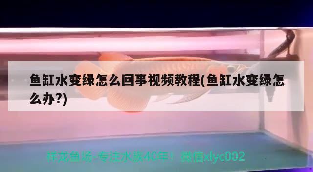 科爾沁左翼后旗甘旗卡穎力百貨攤（甘旗卡李穎杰） 科爾沁左翼后旗甘旗卡穎力百貨攤（甘旗卡李穎杰） 全國(guó)水族館企業(yè)名錄 第3張
