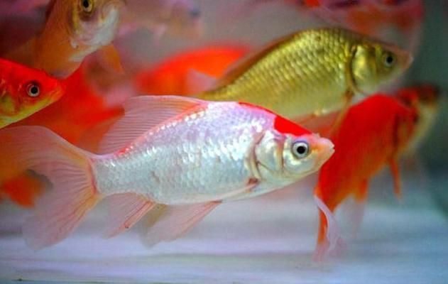 紅鯽魚在魚缸里死亡的原因有哪些?:紅鯽魚在魚缸里死亡的原因 魚缸百科 第1張 紅鯽魚在魚缸里死亡的原因有哪些?:紅鯽魚在魚缸里死亡的原因 紅鯽魚在魚缸里死亡的原因有哪些?:紅鯽魚在魚缸里死亡的原因 魚缸百科 第1張