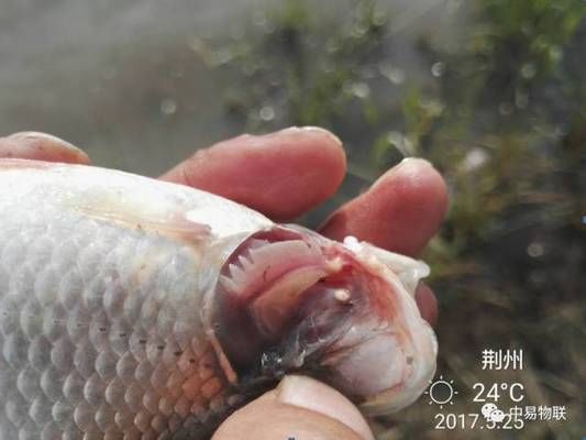 紅鯽魚在魚缸里死亡的原因有哪些?:紅鯽魚在魚缸里死亡的原因 魚缸百科 第3張 紅鯽魚在魚缸里死亡的原因有哪些?:紅鯽魚在魚缸里死亡的原因 紅鯽魚在魚缸里死亡的原因有哪些?:紅鯽魚在魚缸里死亡的原因 魚缸百科 第3張