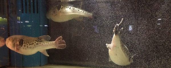 海鹽在魚缸中的應用主要體現在水質調節和消毒殺菌上的鹽度：如何正確使用海鹽開缸？