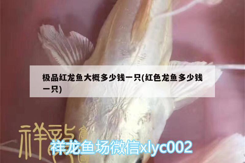 極品紅龍魚大概多少錢一只(紅色龍魚多少錢一只)