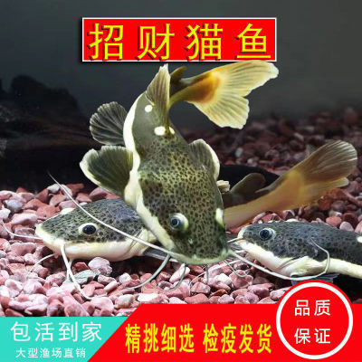 魚缸用增氧泵價格是多少:魚缸增氧機-xtrac增氧機-xtrac增氧機 廣州市黃埔區魚樂人生水族館(廣州市黃埔區魚樂人生水族館地址) 全國水族館企業名錄 廣州市黃埔區魚樂人生水族館(廣州市黃埔區魚樂人生水族館地址) 廣州市黃埔區魚樂人生水族館(廣州市黃埔區魚樂人生水族館地址) 全國水族館企業名錄
