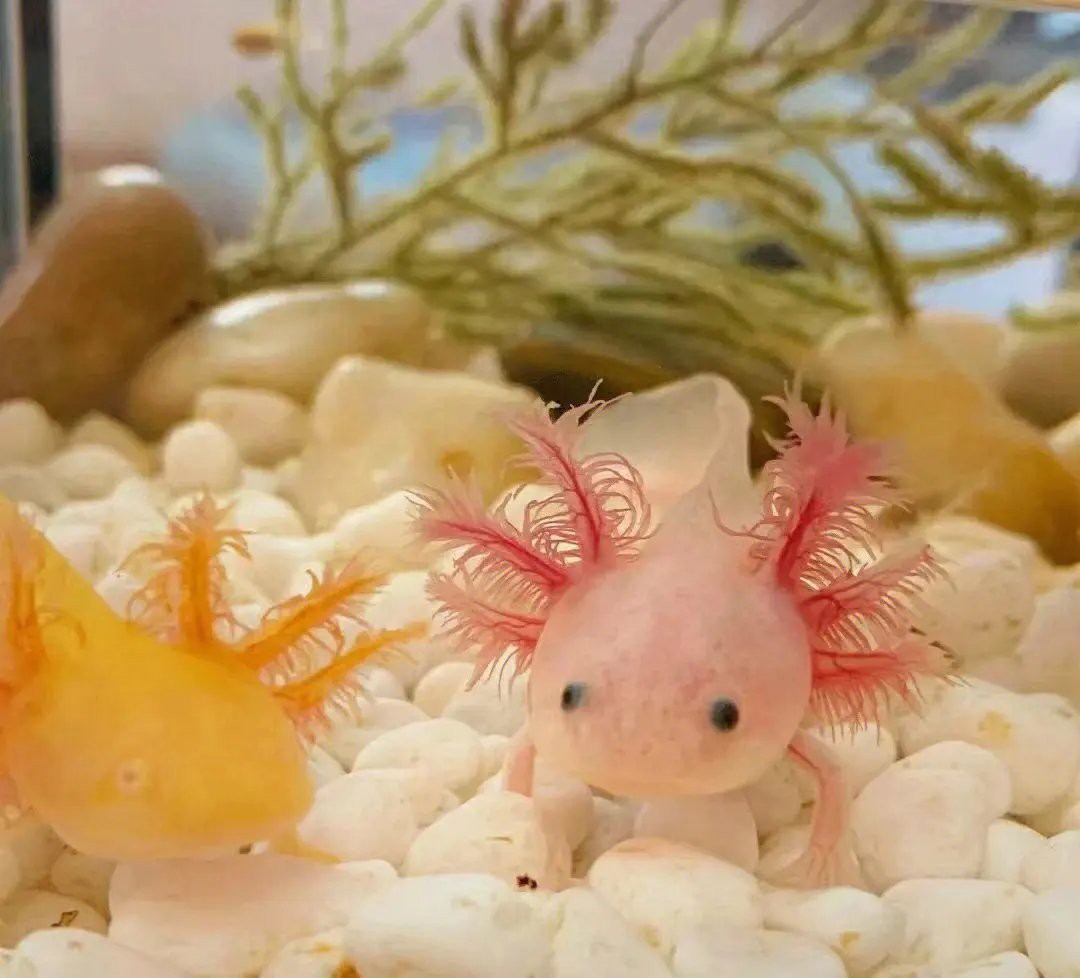 如何判斷六角龍魚是否成功繁殖？ 如何判斷六角龍魚是否成功繁殖？ 龍魚百科 第8張