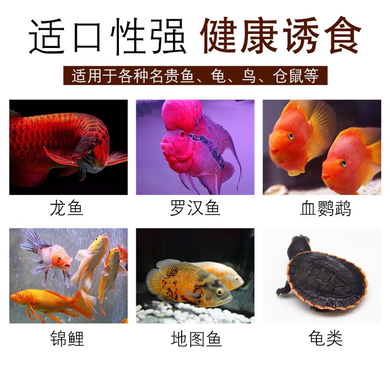 龍魚魚食 小魚小蝦：如何挑選適合龍魚的活餌，龍魚飼料中營養(yǎng)成分解析