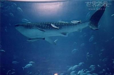 最大的龍魚館：世界上最大的龍魚館是什么？