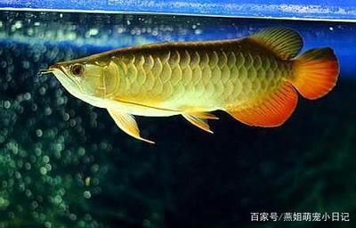 龍魚(yú)七鰭尾巴怎么增大的：如何使龍魚(yú)的七鰭和尾巴看起來(lái)更大