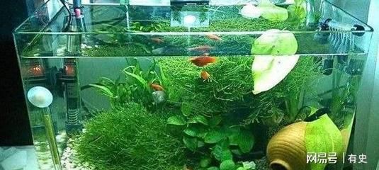 廣州花都魚缸廠家：廣州市東坦魚缸有限公司&nbsp 廣州花都魚缸廠家：廣州市東坦魚缸有限公司&nbsp 魚缸百科 第3張