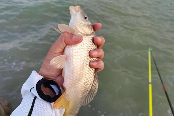 龍魚翹嘴什么情況下開口好：龍魚翹嘴開口時間及餌料選擇