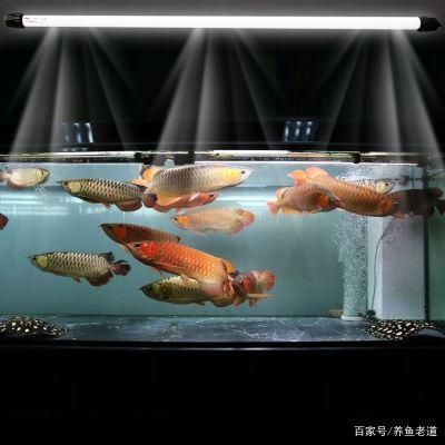 高端魚缸有哪些牌子的：高端魚缸品牌iso9001質量管理體系認證 高端魚缸有哪些牌子的：高端魚缸品牌iso9001質量管理體系認證 魚缸百科 第2張