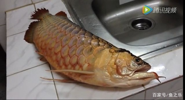 龍魚立鱗表現(xiàn)：如何判斷龍魚立鱗病的嚴(yán)重程度