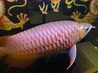 龍魚立鱗表現(xiàn)：如何判斷龍魚立鱗病的嚴(yán)重程度