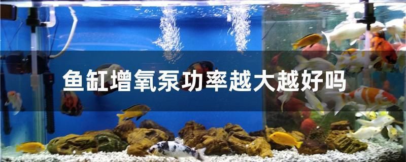 魚缸增氧泵功率多大合適，如何維護增氧泵延長壽命增氧泵調節功能詳解 魚缸增氧泵功率多大合適，如何維護增氧泵延長壽命增氧泵調節功能詳解 魚缸百科 第4張