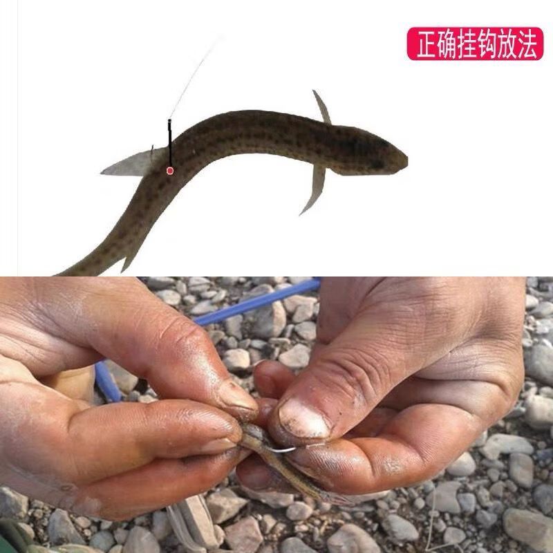 龍魚吃小泥鰍，龍魚吃小泥鰍是一種常見的喂食方式，但需要注意一些處理方法