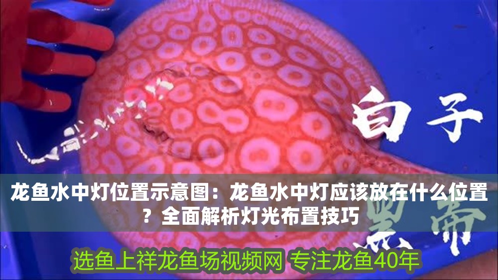龍魚水中燈位置示意圖：龍魚水中燈應該放在什么位置？全面解析燈光布置技巧