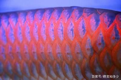 西龍魚缸出水水流聲音大怎么辦啊：溢流區水流沖擊可能會導致噪音，魚缸水泵減噪方法 西龍魚缸出水水流聲音大怎么辦啊：溢流區水流沖擊可能會導致噪音，魚缸水泵減噪方法 龍魚百科 第1張