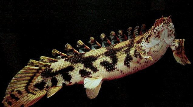 肺魚和恐龍魚能混養嗎 肺魚和恐龍魚能混養嗎 龍魚百科 第2張