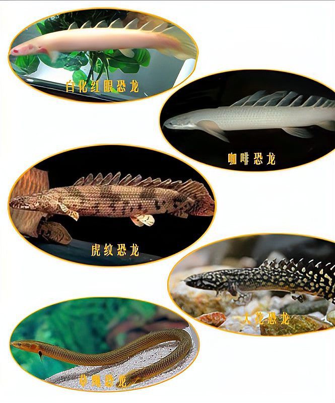 肺魚和恐龍魚能混養嗎 肺魚和恐龍魚能混養嗎 龍魚百科 第6張