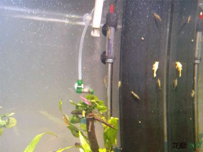 底濾魚缸可以改造成草缸嗎:底濾魚缸與草缸的區(qū)別 魚缸百科 第3張 底濾魚缸可以改造成草缸嗎:底濾魚缸與草缸的區(qū)別 底濾魚缸可以改造成草缸嗎:底濾魚缸與草缸的區(qū)別 魚缸百科 第3張