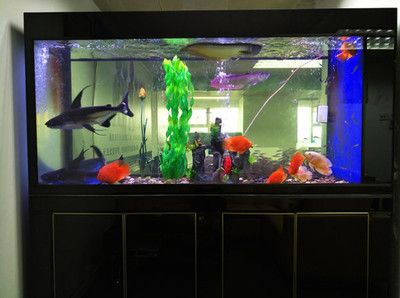 藍龍魚好不好養在魚缸里：藍龍魚在飼養條件下是相對較容易養護的 藍龍魚好不好養在魚缸里：藍龍魚在飼養條件下是相對較容易養護的 龍魚百科 第3張