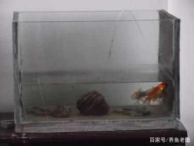 質量好的魚缸(小米智能魚缸哪個牌子好) 魚缸百科 第4張 質量好的魚缸(小米智能魚缸哪個牌子好) 質量好的魚缸(小米智能魚缸哪個牌子好) 魚缸百科 第4張