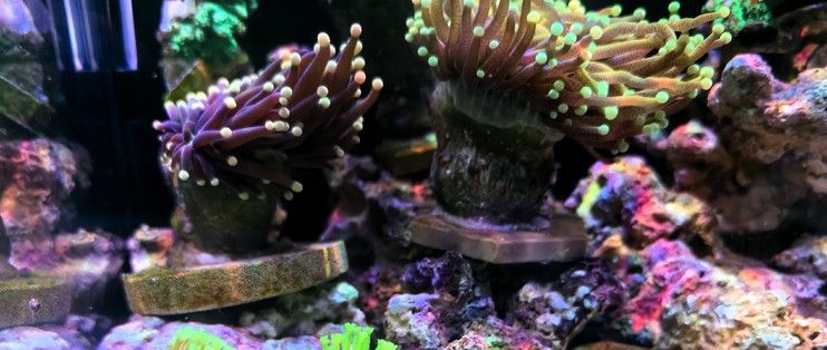 海享說魚缸垃圾：海享說魚缸垃圾詳情