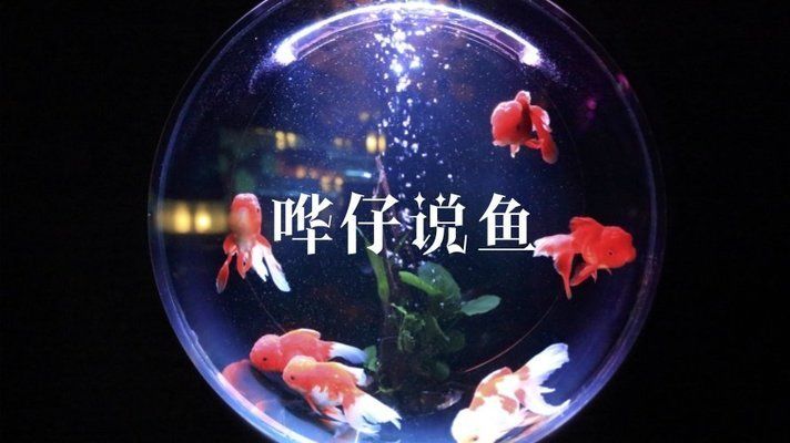 魚缸水發白霧蒙蒙的什么，如何維護魚缸硝化系統魚缸蛋白蟲的防治方法 魚缸水發白霧蒙蒙的什么，如何維護魚缸硝化系統魚缸蛋白蟲的防治方法 魚缸百科 第4張