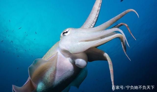 墨魚可以用魚缸養嗎：墨魚養殖的市場前景如何，墨魚繁殖的最佳季節是什么時候