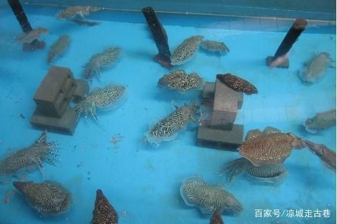 墨魚可以用魚缸養嗎：墨魚養殖的市場前景如何，墨魚繁殖的最佳季節是什么時候