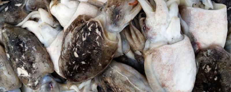 墨魚可以用魚缸養嗎：墨魚養殖的市場前景如何，墨魚繁殖的最佳季節是什么時候