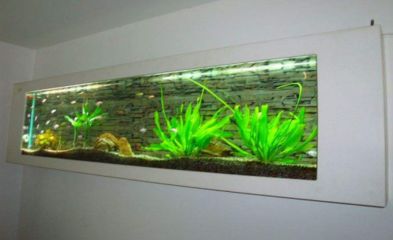 新手適合養哪些魚?:合新手飼養觀賞魚,觀賞魚品種不僅能美化環境還能增添情趣 魚缸百科 第3張 新手適合養哪些魚?:合新手飼養觀賞魚,觀賞魚品種不僅能美化環境還能增添情趣 新手適合養哪些魚?:合新手飼養觀賞魚,觀賞魚品種不僅能美化環境還能增添情趣 魚缸百科 第3張