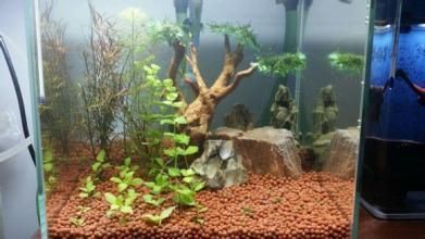陶粒在魚缸中的應用：自制水族箱過濾系統的構建與維護水族箱生態系統的指南 陶粒在魚缸中的應用：自制水族箱過濾系統的構建與維護水族箱生態系統的指南 魚缸百科 第1張