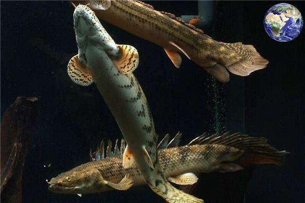 虎斑恐龍魚兇猛嗎