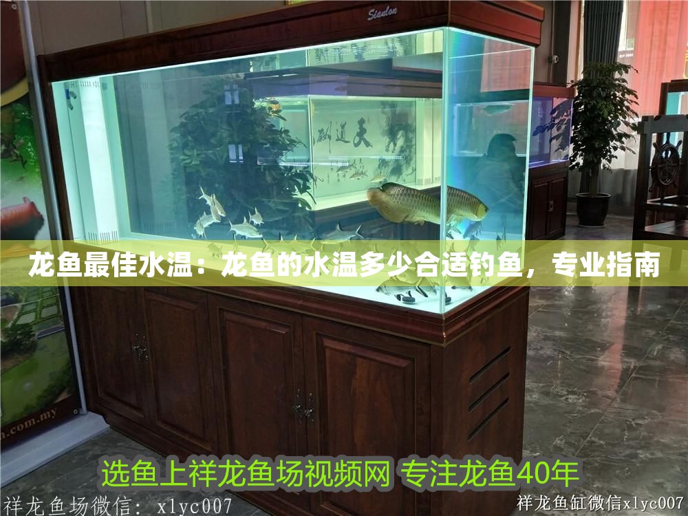 龍魚最佳水溫：龍魚的水溫多少合適釣魚，專業指南