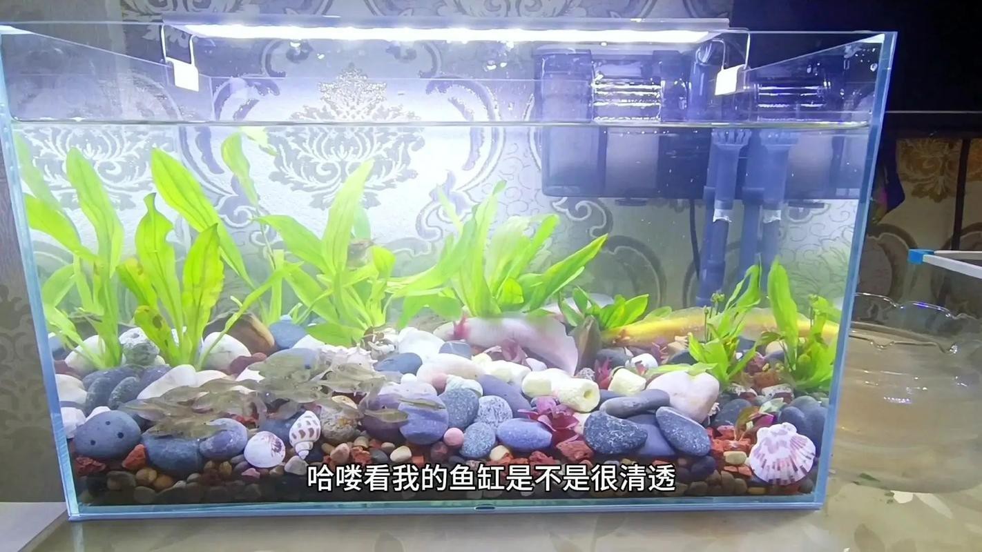 六角恐龍魚飼養(yǎng)須知圖片 六角恐龍魚飼養(yǎng)須知圖片 龍魚百科 第4張