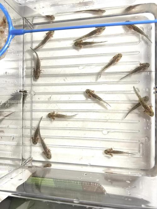 六角恐龍魚飼養(yǎng)須知圖片 六角恐龍魚飼養(yǎng)須知圖片 龍魚百科 第43張