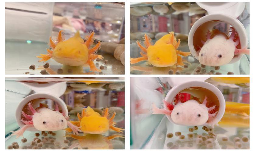 六角恐龍魚飼養(yǎng)須知圖片 六角恐龍魚飼養(yǎng)須知圖片 龍魚百科 第10張