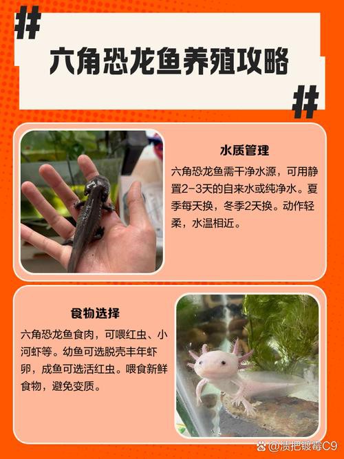 六角恐龍魚飼養(yǎng)須知圖片 六角恐龍魚飼養(yǎng)須知圖片 龍魚百科 第8張