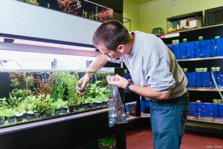 六角恐龍魚飼養(yǎng)須知圖片 六角恐龍魚飼養(yǎng)須知圖片 龍魚百科 第25張