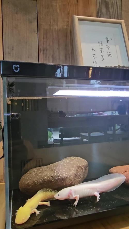 六角恐龍魚飼養(yǎng)須知圖片 六角恐龍魚飼養(yǎng)須知圖片 龍魚百科 第7張