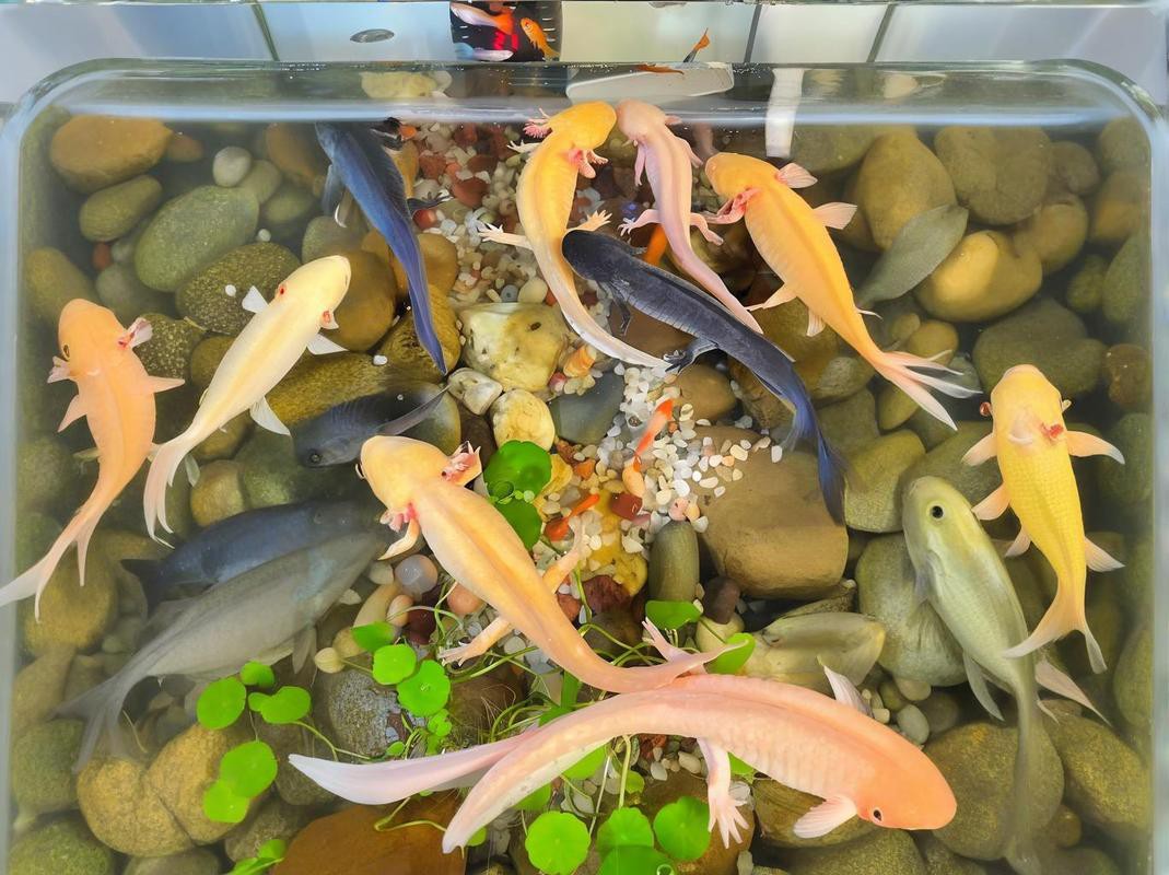 六角恐龍魚飼養(yǎng)須知圖片 六角恐龍魚飼養(yǎng)須知圖片 龍魚百科 第9張