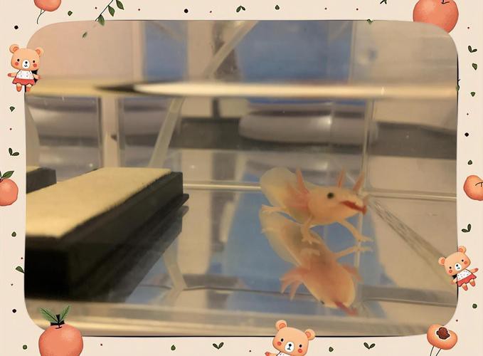 六角恐龍魚飼養(yǎng)須知圖片 六角恐龍魚飼養(yǎng)須知圖片 龍魚百科 第20張