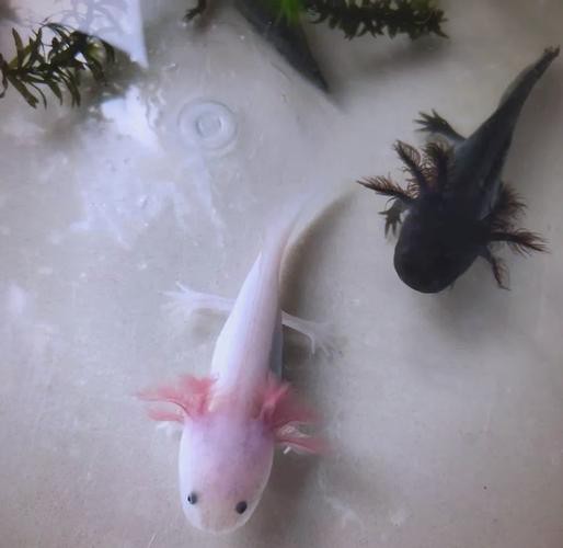 六角恐龍魚飼養(yǎng)須知圖片 六角恐龍魚飼養(yǎng)須知圖片 龍魚百科 第36張